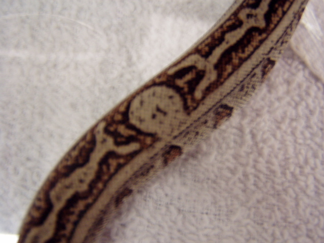 striped boa