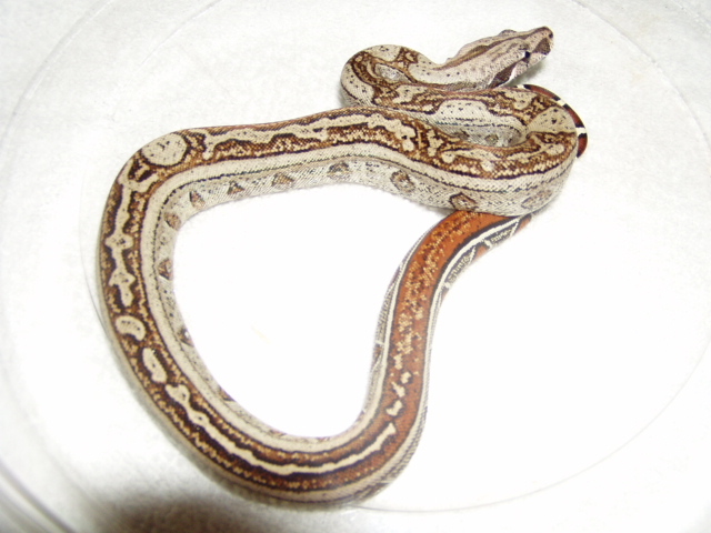 striped boa 07