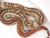 striped boa