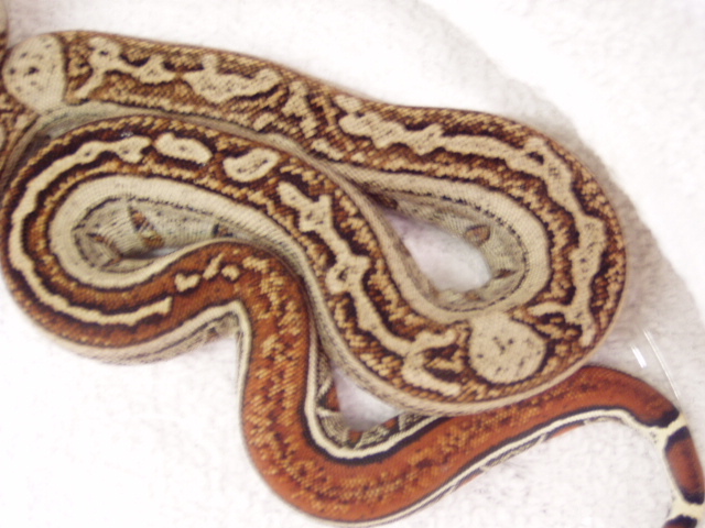 striped boa