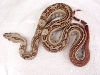 striped boa