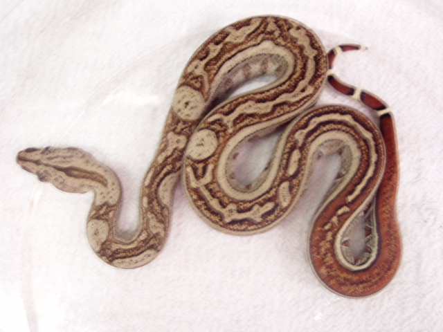 striped boa
