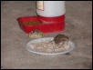 toads eating catfood4