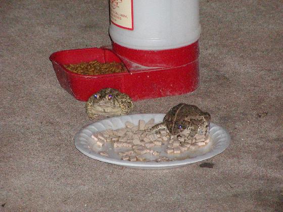 toads eating catfood4
