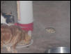 toads eating catfood3
