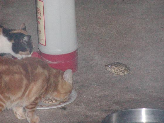 toads eating catfood3