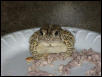 toad eating catfood2