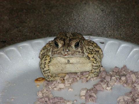 toad eating catfood2