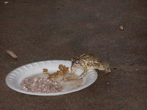 toad eating catfood