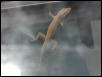 lizard we found