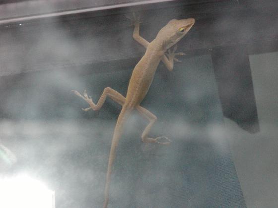 lizard we found