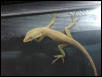 found this lizard, what is it?