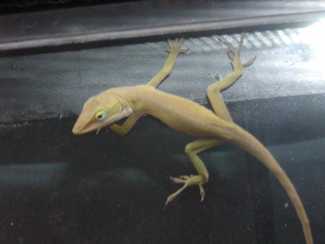 found this lizard, what is it?
