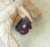 prolapse