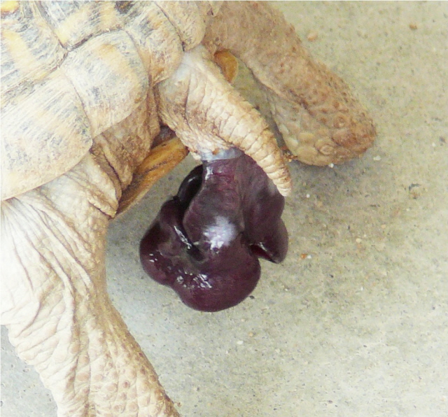 prolapse