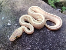 2013 KingPin Super Stripe