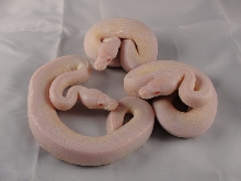 VPI Snows