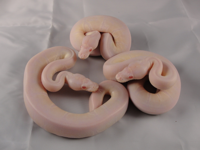 VPI Snows