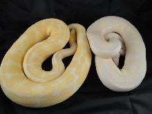 Adult VPI Snow and Albino Ball
