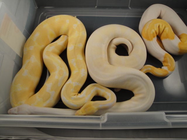 VPI Snow, Albino, Albino Pied I