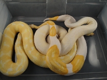 VPI Snow, Albino, Albino Pied II