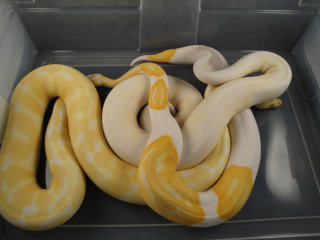 VPI Snow, Albino, Albino Pied II