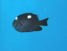 Saltwater - Austin Aquariums