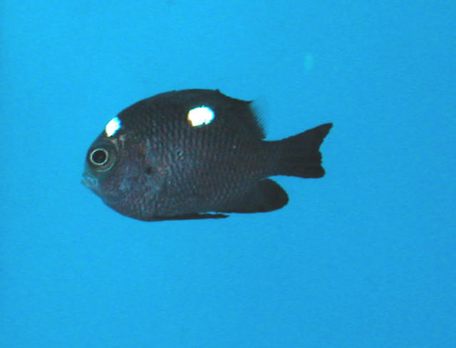 Saltwater - Austin Aquariums