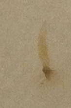 parasite?