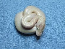 Ivory female