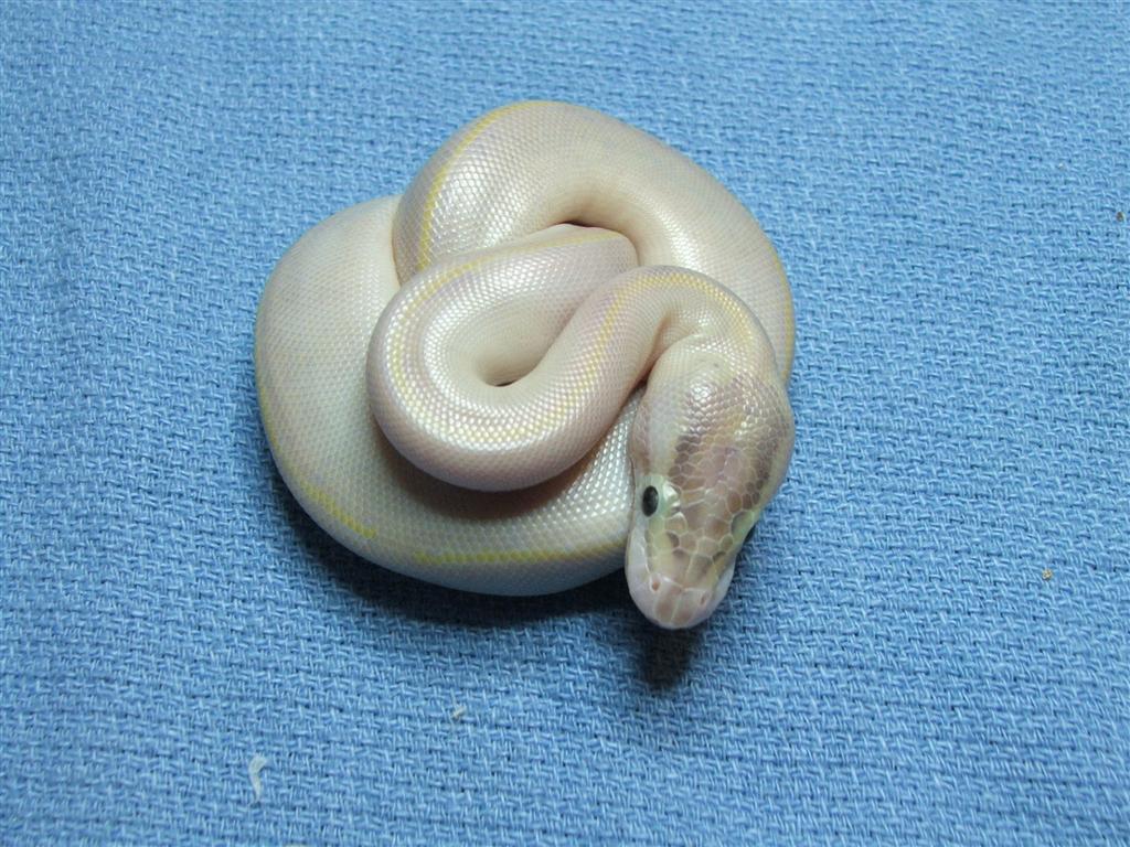 Ivory female