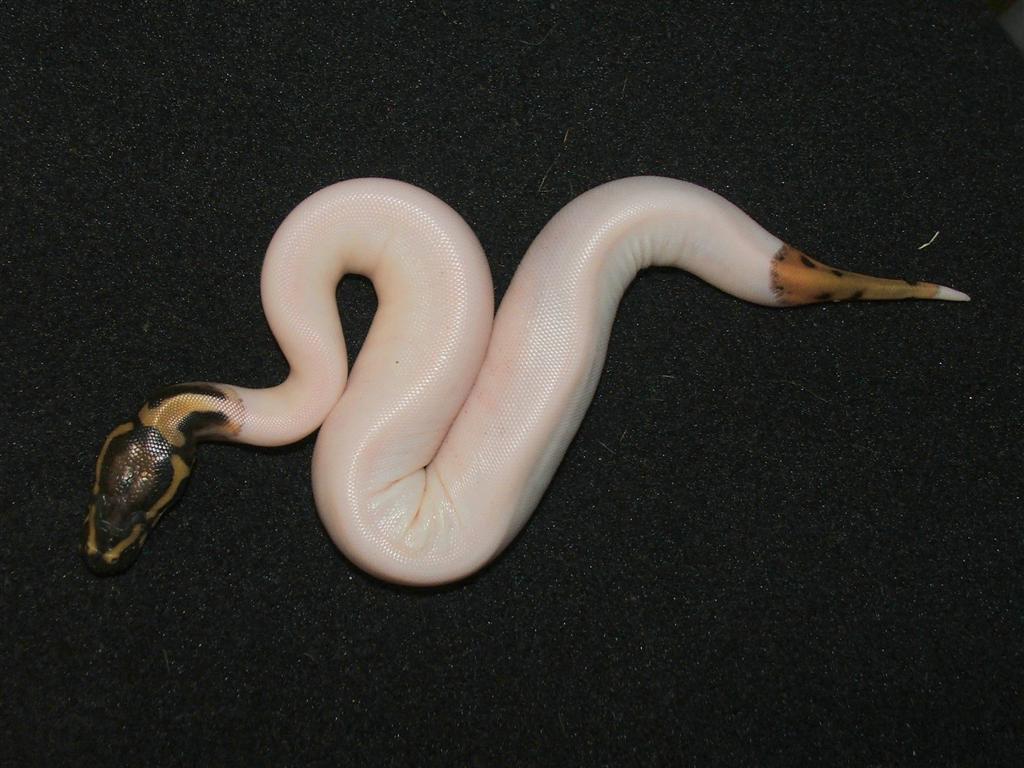 2008 piebald