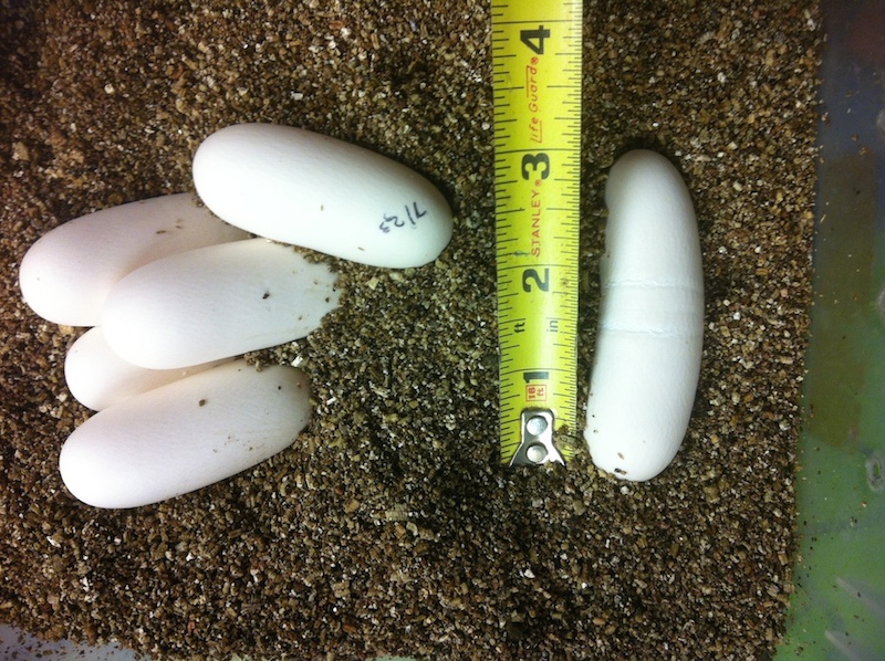 100 flower ratsnake eggs