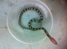100 flower snake hatchling