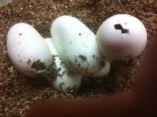 100 flower snake eggs pipping