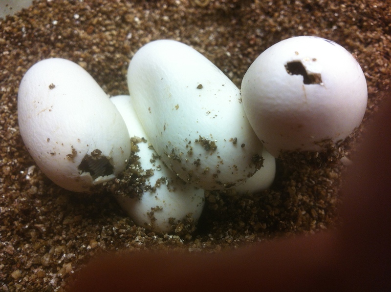 100 flower snake eggs pipping