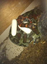 100 flower rat snake laying eggs