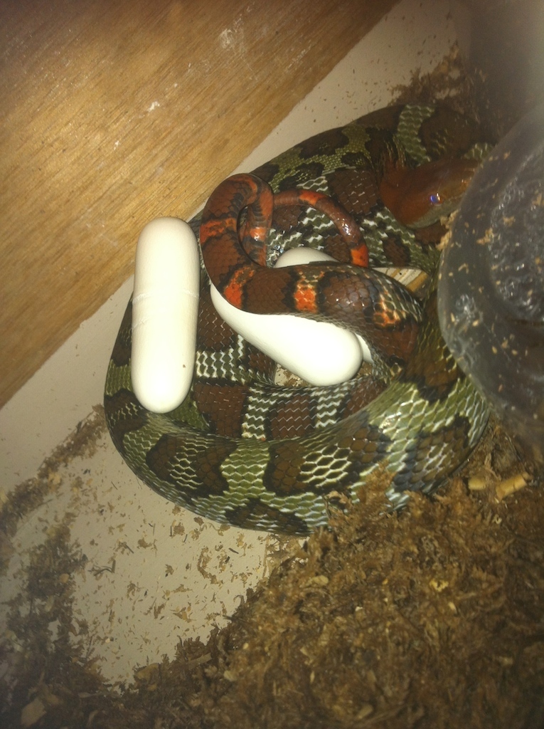 100 flower rat snake laying eggs