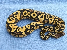 pastelyellowbelly3
