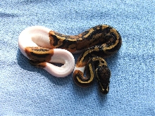 2007 Piebald