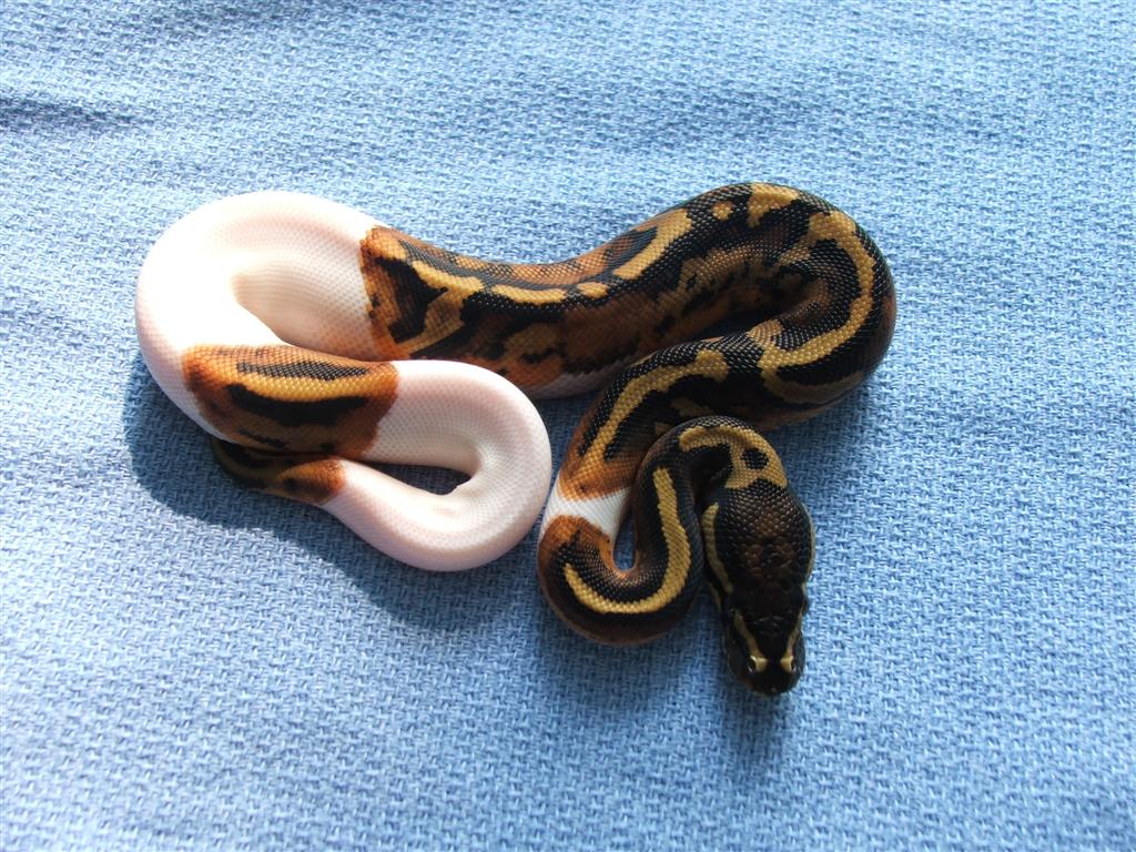 2007 Piebald