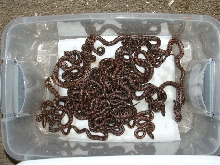 Brazilian Rainbow Boa Clutch06