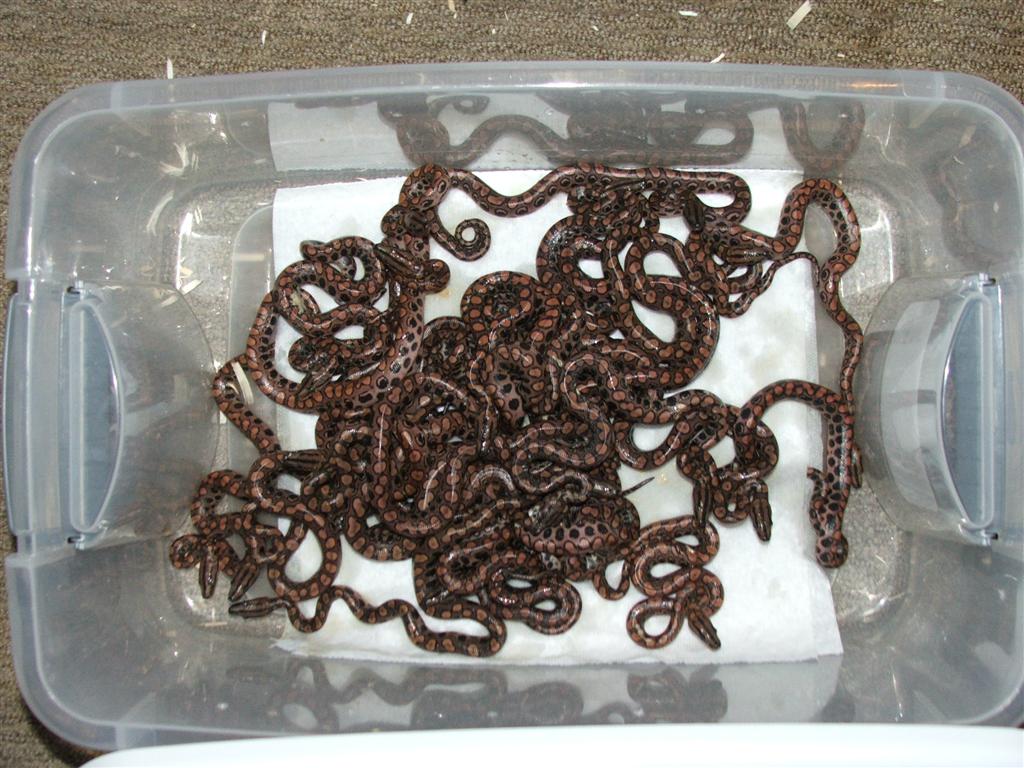 Brazilian Rainbow Boa Clutch06