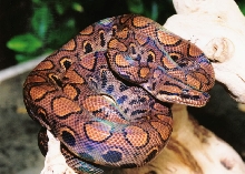 Brazilian rainbow boa