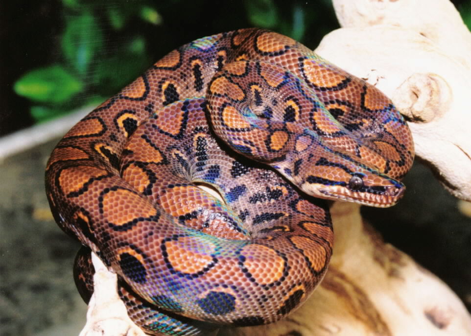 Brazilian rainbow boa