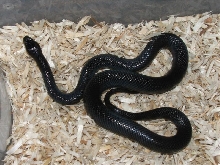 Melanistic Thayeri