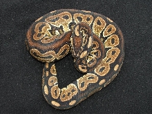 het red axanthic 1207