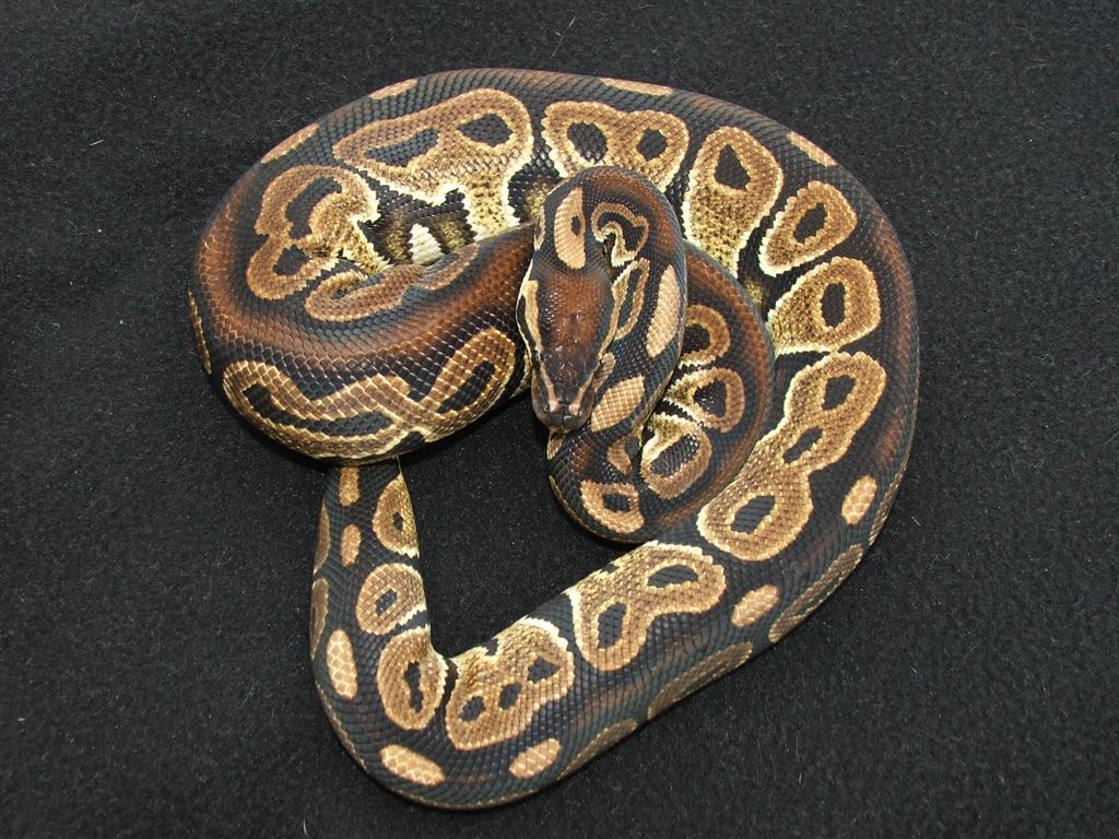 het red axanthic 1207