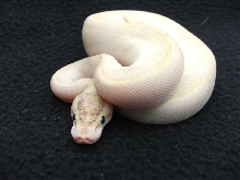 ivory 1207