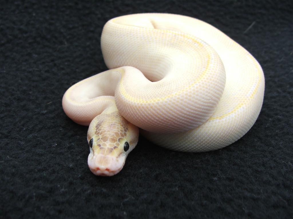 ivory 1207